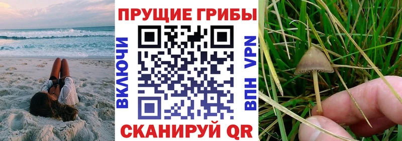 Псилоцибиновые грибы Psilocybine cubensis  Далматово 